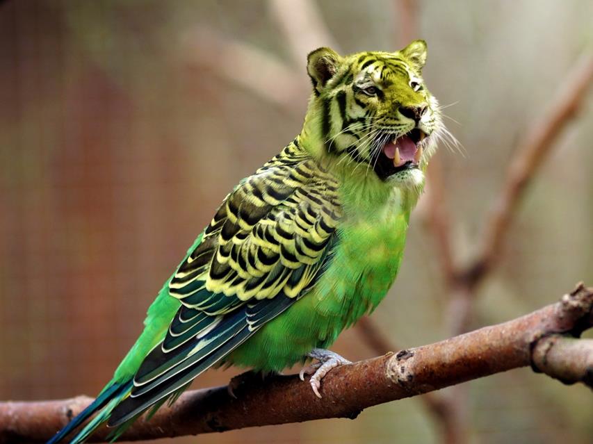 Tigerrot jigsaw puzzle